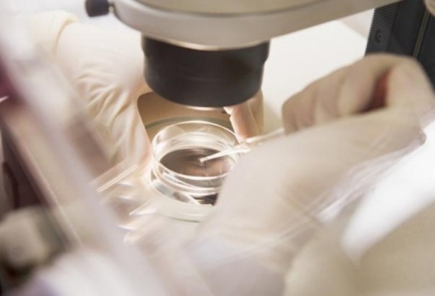 Foto - ABD'li bilim insanları domuz bedeninde insan organı yetiştirilecek