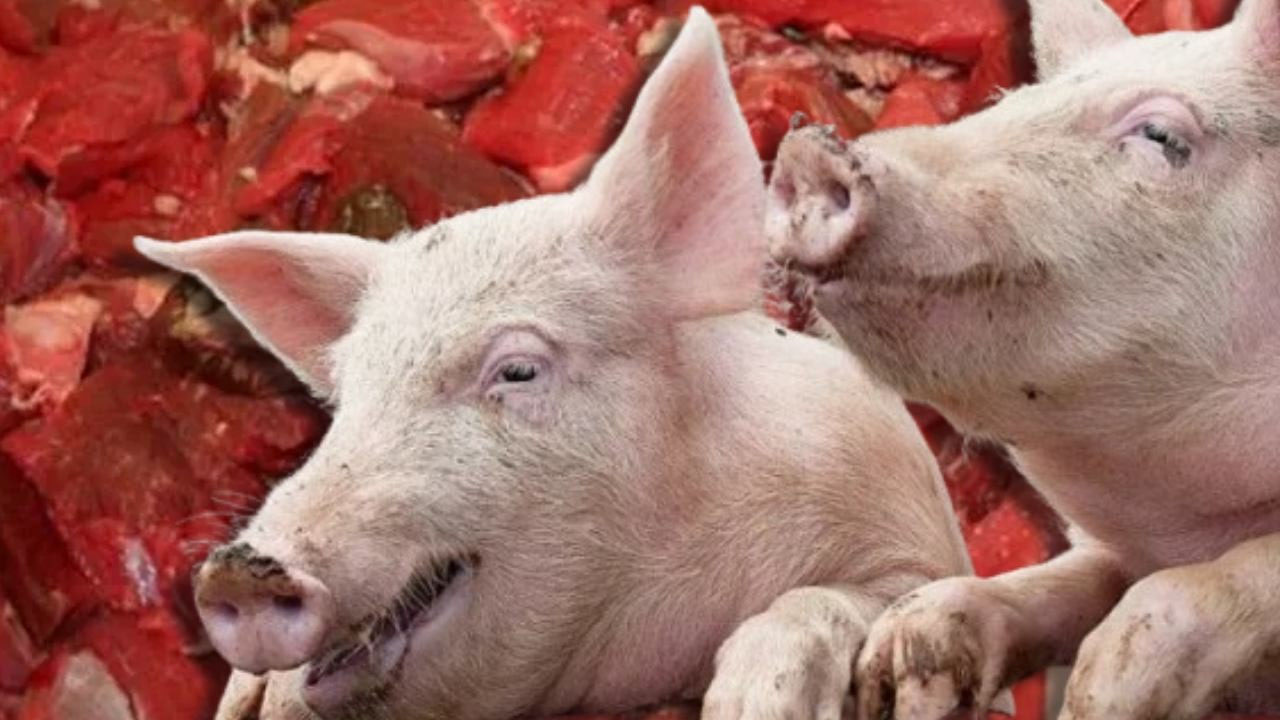 Foto - Domuz skandalının az bilinen en tehlikeli boyutu! Bunun sebebi ise Jelatin! Herkes satın alıyor