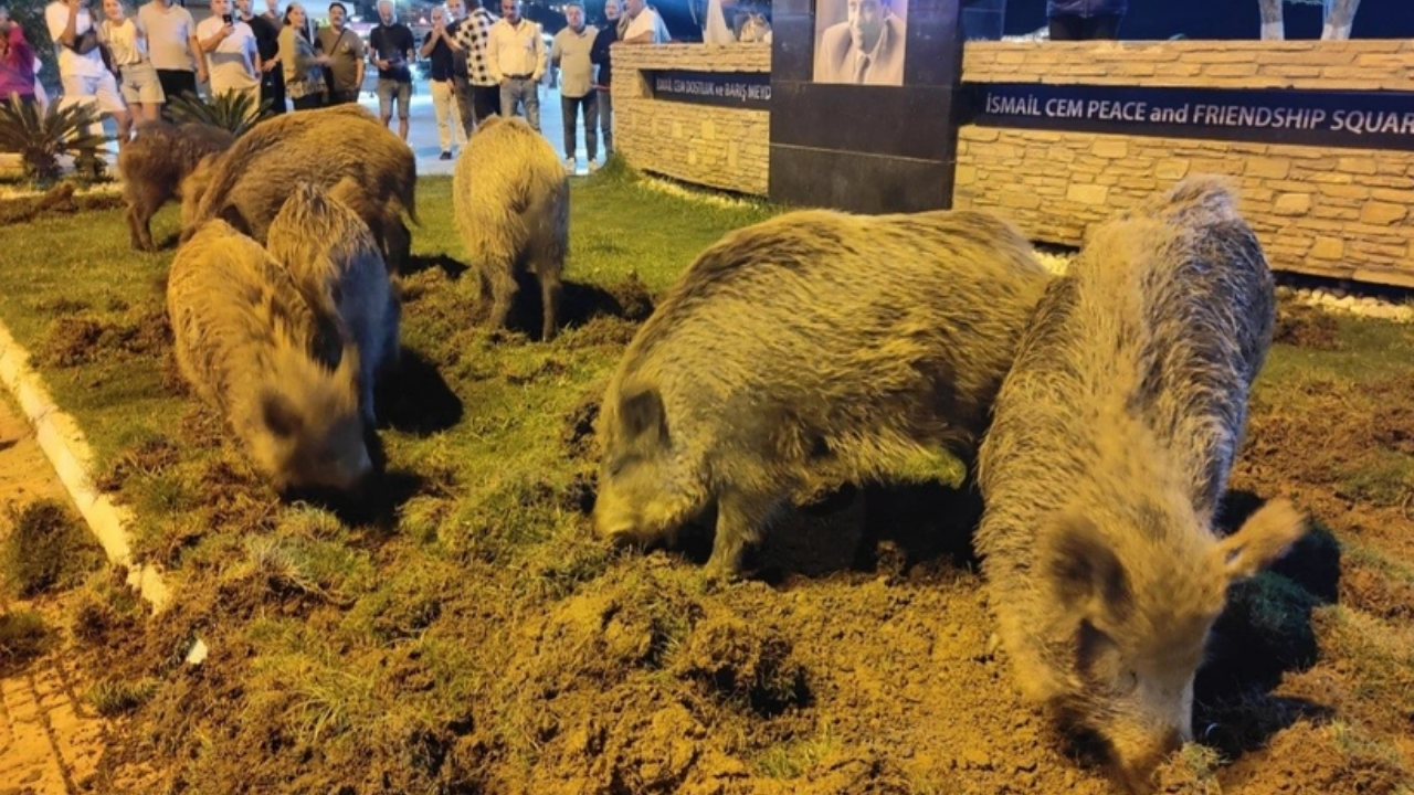 Foto - Domuz yerseniz domuz da sizi yer! Aç kalınca şehre indiler...