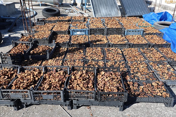 Foto - Domuzdan kurtardıklarını satıyorlar! Kilosu 350 TL