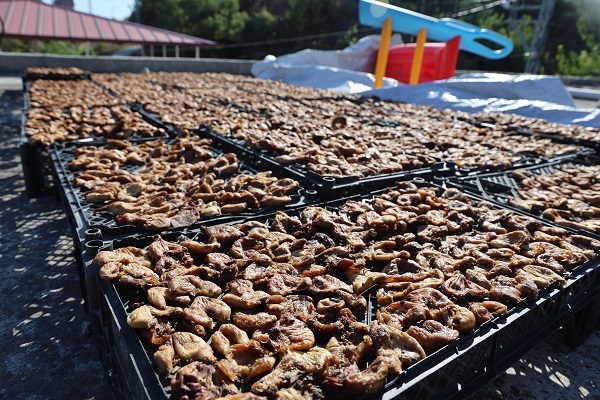 Foto - Domuzdan kurtardıklarını satıyorlar! Kilosu 350 TL