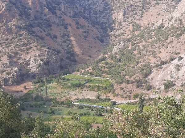 Foto - Domuzlara karşı böyle çözüm buldular