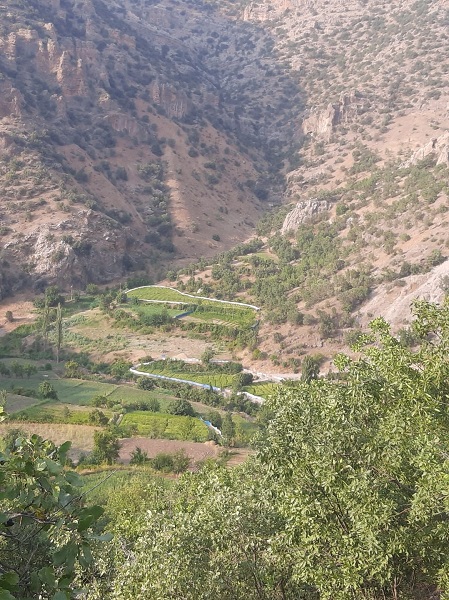 Foto - Domuzlara karşı böyle çözüm buldular