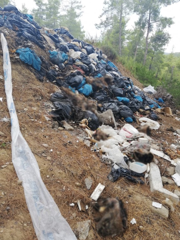 Domuzları halka mı yedireceklerdi! Mezbaha çalışanından olay itiraf