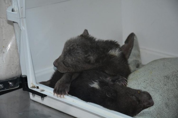 Foto - Donmak üzereyken kurtarılan yavru ayılardan biri telef oldu