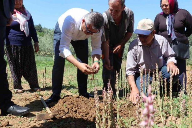 Foto - Dönümünden 1 ton ürün alınıyor, kilosu 2 bin TL! Hasat başladı, paraya para demiyorlar