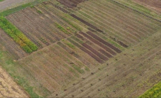 Foto - Dönümünden 1 ton ürün alınıyor, kilosu 2 bin TL! Hasat başladı, paraya para demiyorlar