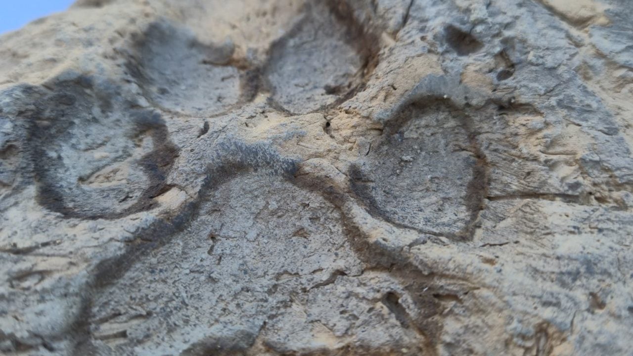 Foto - O ilimizde dört bin yıllık pati izi bulundu... 