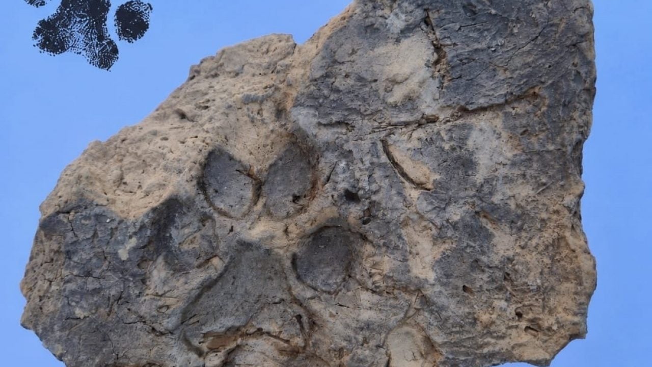 Foto - O ilimizde dört bin yıllık pati izi bulundu... 