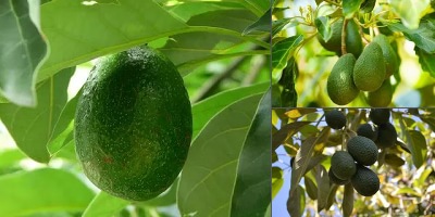 Foto - Dr. Mehmet Öz, yiyerek zayıflamanın formülünü açıkladı! Resmen İmkansızı söyledi