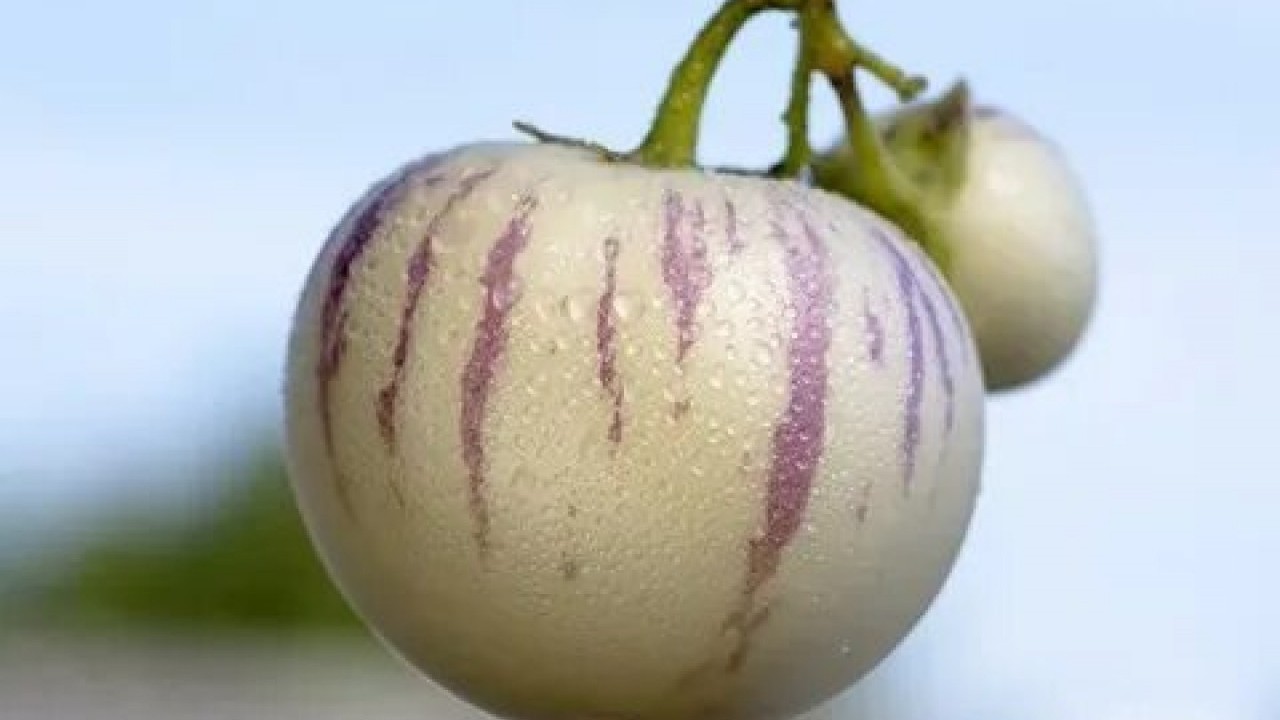 Foto - Dr. Sethi’den şaşırtan uyarı! Bumeyveler bağırsaklarınıza zarar verebilir