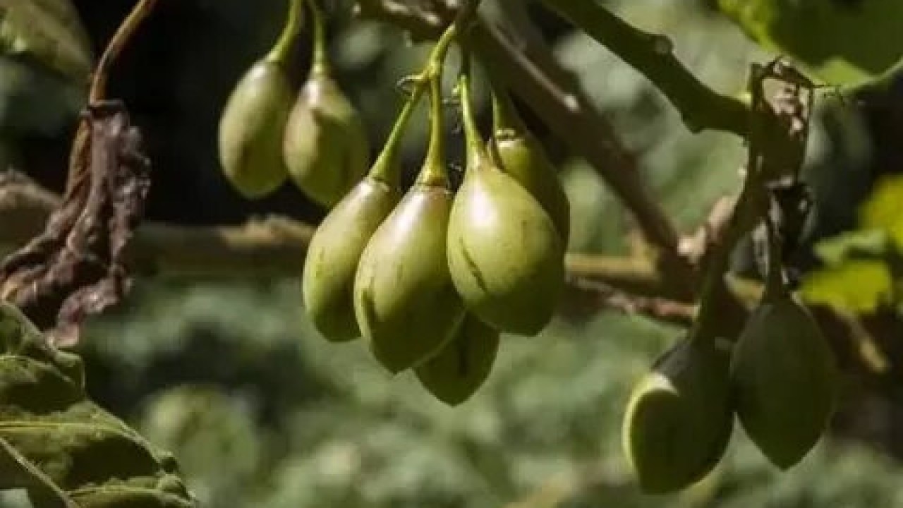 Foto - Dr. Sethi’den şaşırtan uyarı! Bumeyveler bağırsaklarınıza zarar verebilir