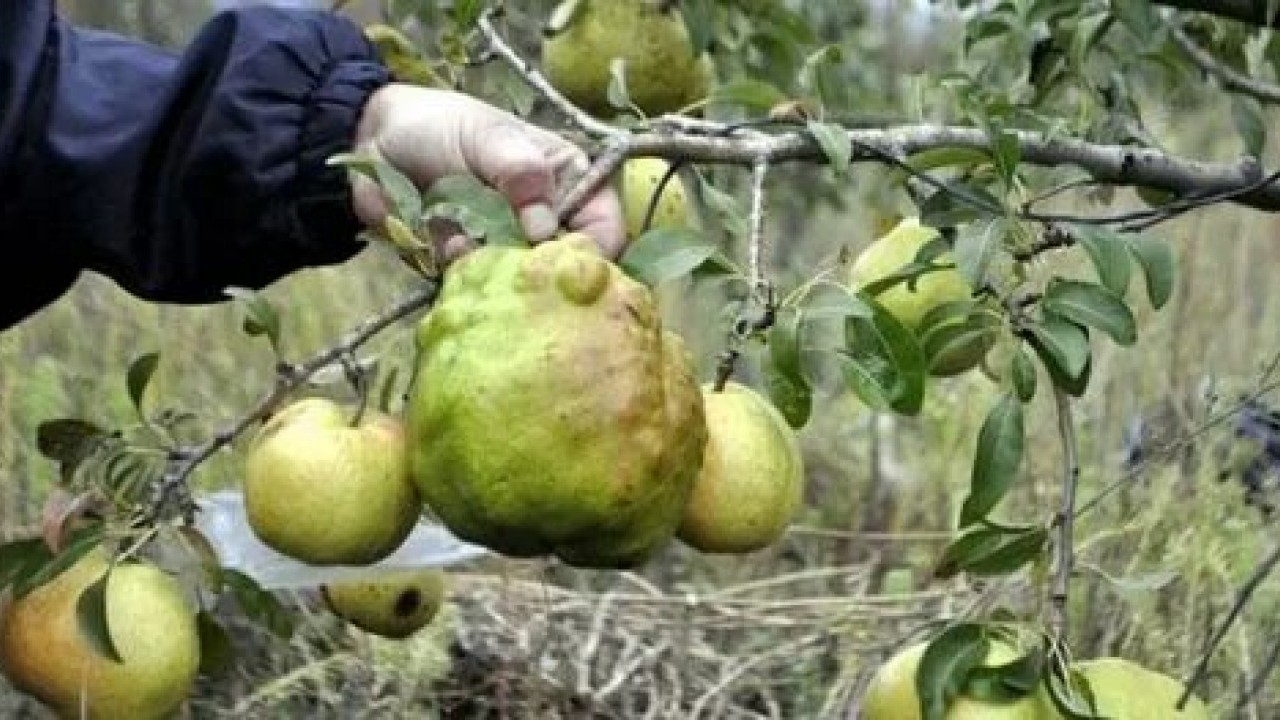 Foto - Dr. Sethi’den şaşırtan uyarı! Bumeyveler bağırsaklarınıza zarar verebilir