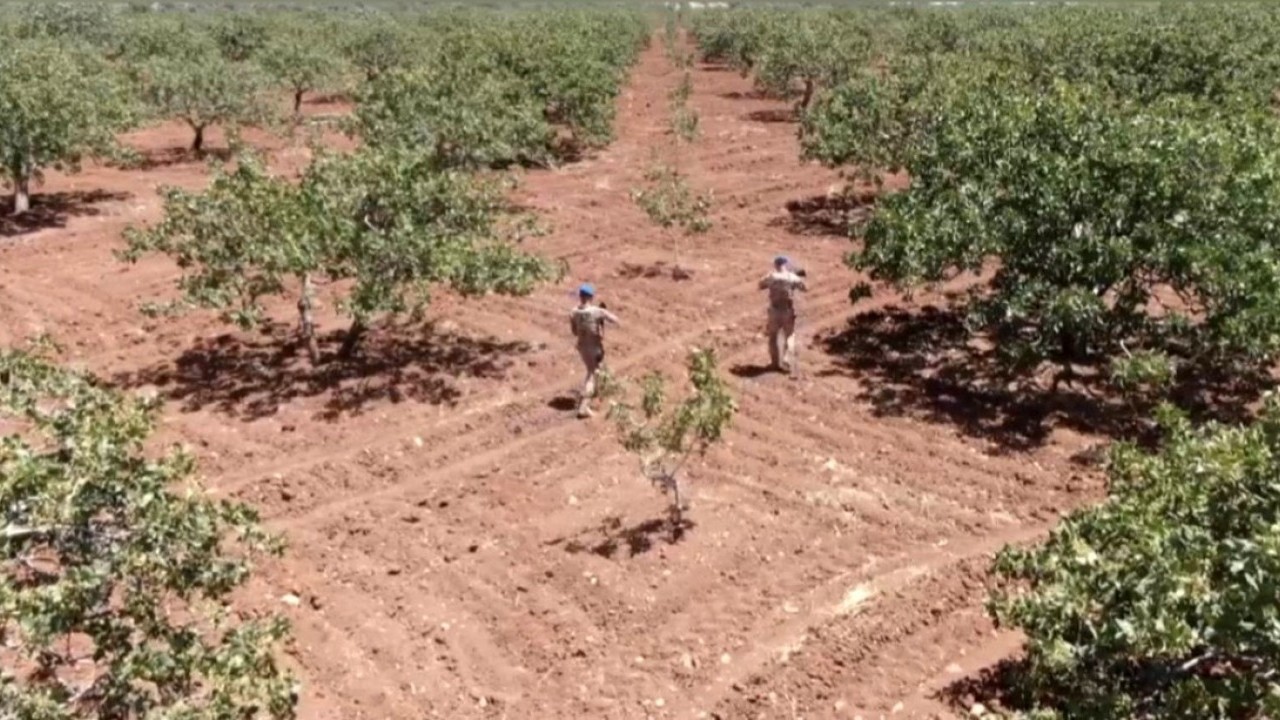 Foto - Drone destekli 'Yeşil altın' nöbeti: Jandarma kuş uçurtmuyor