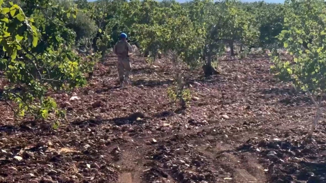 Drone destekli 'Yeşil altın' nöbeti: Jandarma kuş uçurtmuyor