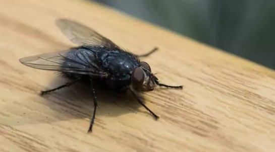 Foto - DSÖ'den Türkiye'ye acil sinek uyarısı: Geç olmadan müdahale edin