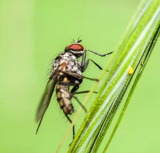Foto - DSÖ'den Türkiye'ye acil sinek uyarısı: Geç olmadan müdahale edin