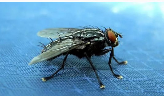 Foto - DSÖ'den Türkiye'ye acil sinek uyarısı: Geç olmadan müdahale edin
