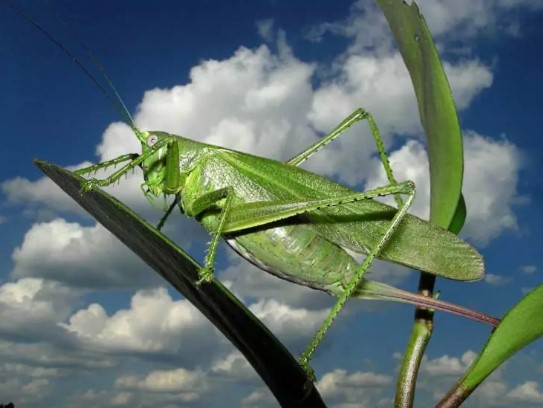 Foto - DSÖ'den Türkiye'ye acil sinek uyarısı: Geç olmadan müdahale edin