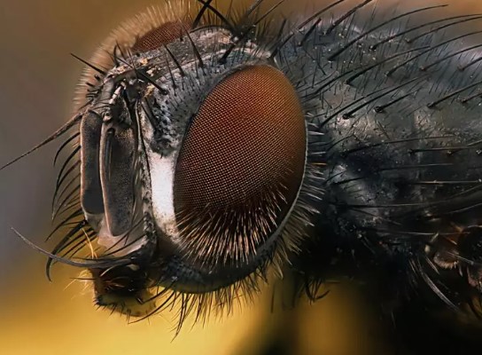 Foto - DSÖ'den Türkiye'ye acil sinek uyarısı: Geç olmadan müdahale edin