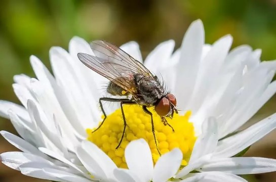 Foto - DSÖ'den Türkiye'ye acil sinek uyarısı: Geç olmadan müdahale edin