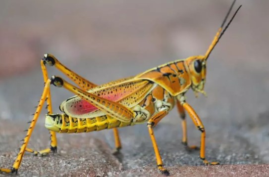 Foto - DSÖ'den Türkiye'ye acil sinek uyarısı: Geç olmadan müdahale edin