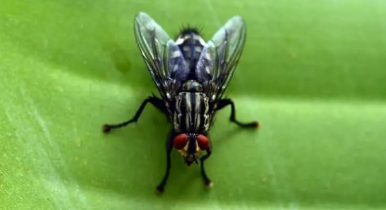 Foto - DSÖ'den Türkiye'ye acil sinek uyarısı: Geç olmadan müdahale edin