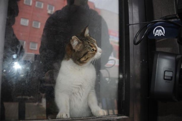 Foto - Dükkanda kilitli kalan kedi şehri ayağa kaldırdı
