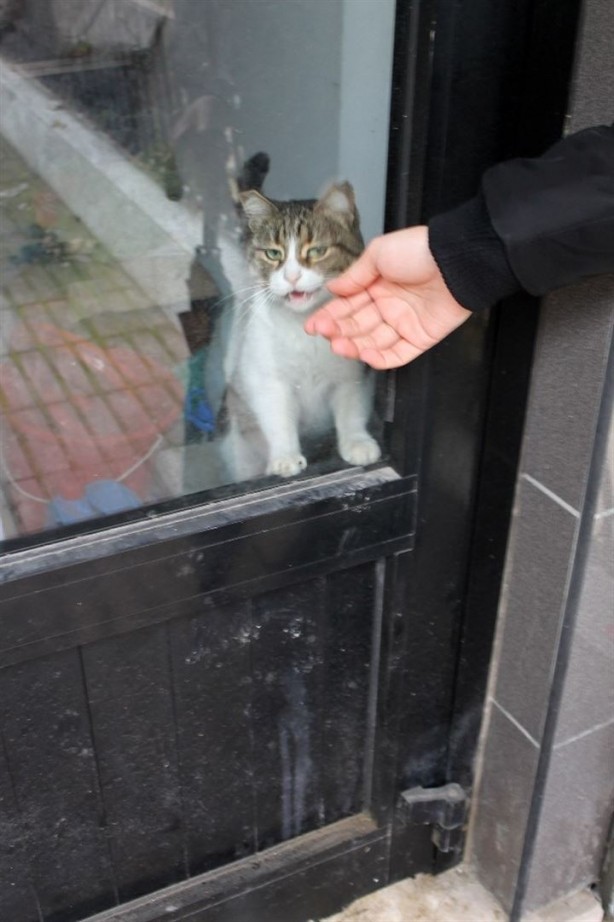 Foto - Dükkanda kilitli kalan kedi şehri ayağa kaldırdı