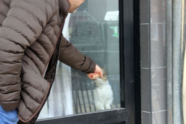 Foto - Dükkanda kilitli kalan kedi şehri ayağa kaldırdı