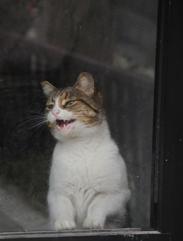 Foto - Dükkanda kilitli kalan kedi şehri ayağa kaldırdı