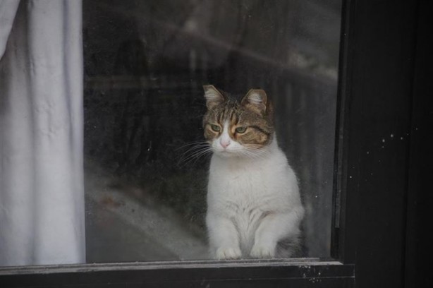 Foto - Dükkanda kilitli kalan kedi şehri ayağa kaldırdı