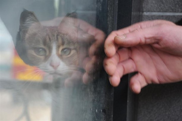 Foto - Dükkanda kilitli kalan kedi şehri ayağa kaldırdı