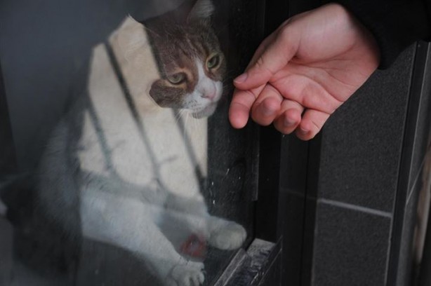 Dükkanda kilitli kalan kedi şehri ayağa kaldırdı