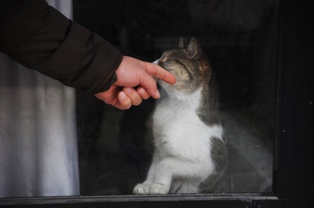 Foto - Dükkanda kilitli kalan kedi şehri ayağa kaldırdı