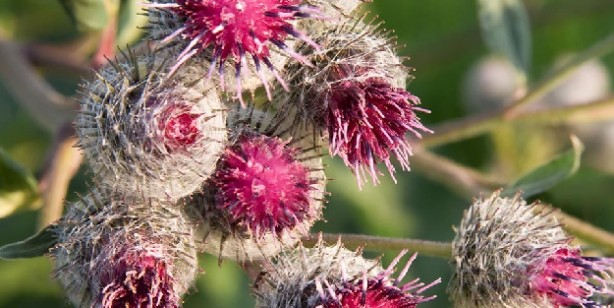 Foto - Dulavrat otu: Demleyip için, şeker hastalarına şifa dağıtıyor