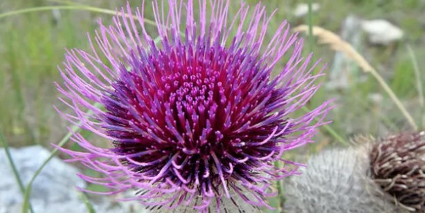 Foto - Dulavrat otu: Demleyip için, şeker hastalarına şifa dağıtıyor