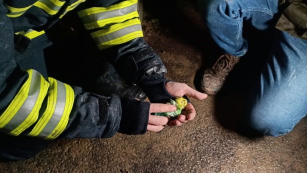 Dumandan zehirlendi! İtfaiyeden kuşa kalp masajı