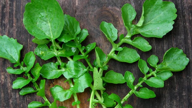 Foto - Dün yediğini bile hatırlamayanlar müjde! Bunu yiyen, fil gibi bir hafızaya sahip oluyor! Artık hiçbir şeyi unutmayacaksınız! Zıpkın gibi, dipçik gibi, zehir gibi olacaksınız