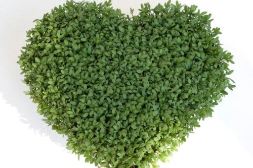 Foto - Dün yediğini bile hatırlamayanlar müjde! Bunu yiyen, fil gibi bir hafızaya sahip oluyor! Artık hiçbir şeyi unutmayacaksınız! Zıpkın gibi, dipçik gibi, zehir gibi olacaksınız