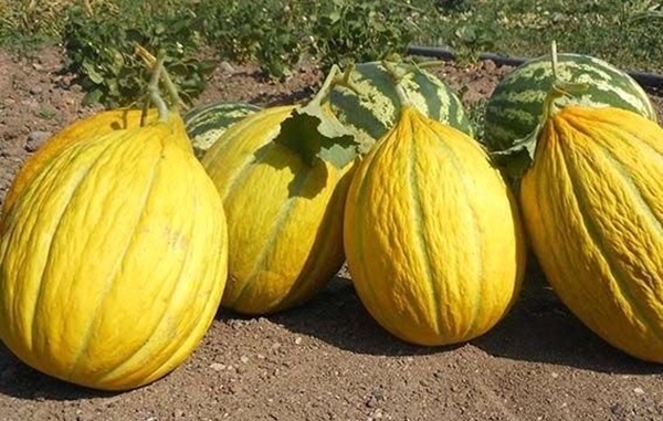 Foto - Dünden kalan pilavı yerseniz...