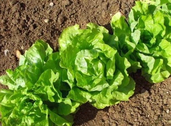 Foto - Dünden kalan pilavı yerseniz...