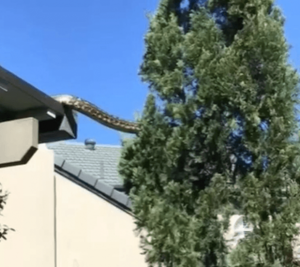 Foto - Dünya, ağaçların arasında beliren dev yaratıkla sarsıldı! Onu ilk gören çift, küçük dillerini yuttu! Bölgeye acilen ekipler sevk edildi