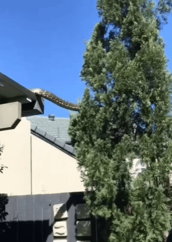 Foto - Dünya, ağaçların arasında beliren dev yaratıkla sarsıldı! Onu ilk gören çift, küçük dillerini yuttu! Bölgeye acilen ekipler sevk edildi