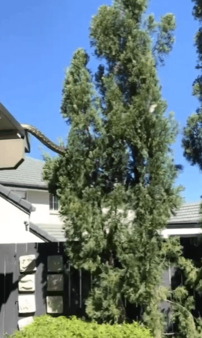 Foto - Dünya, ağaçların arasında beliren dev yaratıkla sarsıldı! Onu ilk gören çift, küçük dillerini yuttu! Bölgeye acilen ekipler sevk edildi