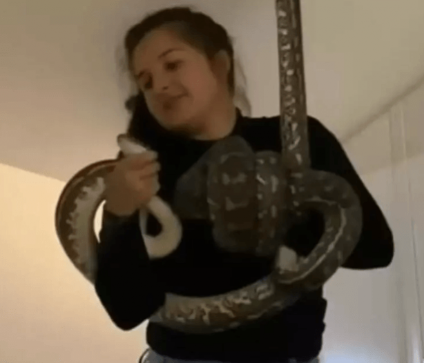 Foto - Dünya, ağaçların arasında beliren dev yaratıkla sarsıldı! Onu ilk gören çift, küçük dillerini yuttu! Bölgeye acilen ekipler sevk edildi