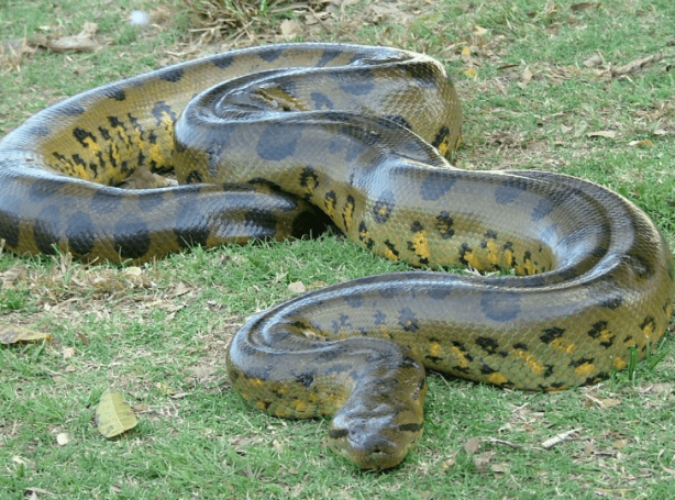 Foto - Dünya, ağaçların arasında beliren dev yaratıkla sarsıldı! Onu ilk gören çift, küçük dillerini yuttu! Bölgeye acilen ekipler sevk edildi