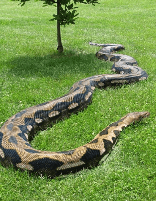 Foto - Dünya, ağaçların arasında beliren dev yaratıkla sarsıldı! Onu ilk gören çift, küçük dillerini yuttu! Bölgeye acilen ekipler sevk edildi