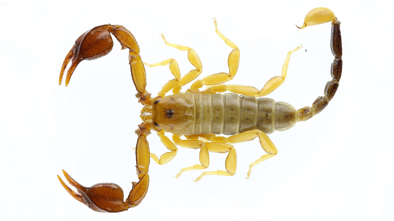 Foto - Dünya bu akrebi konuşuyor! Konya'da bulundu