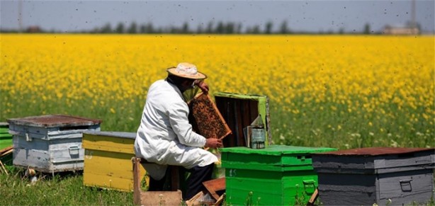 Foto - Dünya bu arıların peşinde!